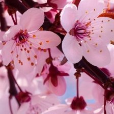 Схема вышивки «088»