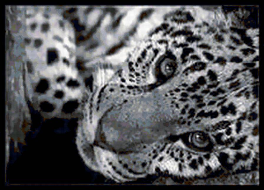 кися - предпросмотр