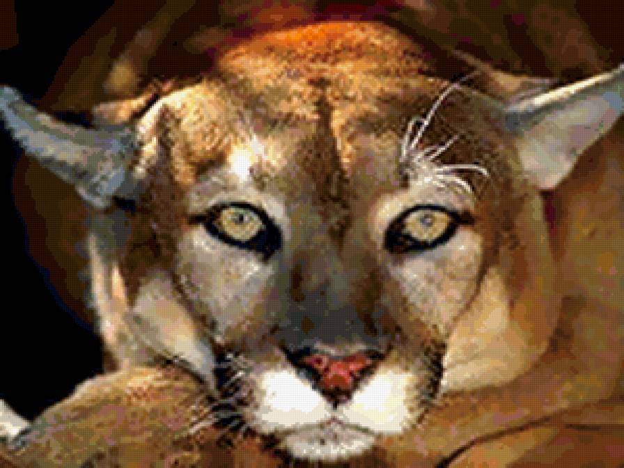 пума - предпросмотр