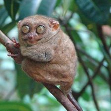 Схема вышивки «лемур»