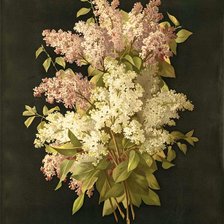 Схема вышивки «№313251»