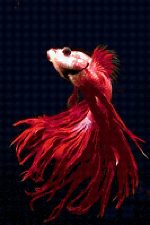 Рыбка - на черном - предпросмотр