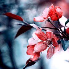 Схема вышивки «цветы»