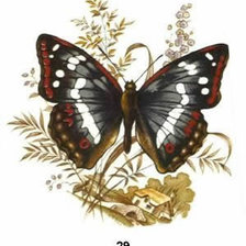 Оригинал схемы вышивки «бабочка» (№313528)