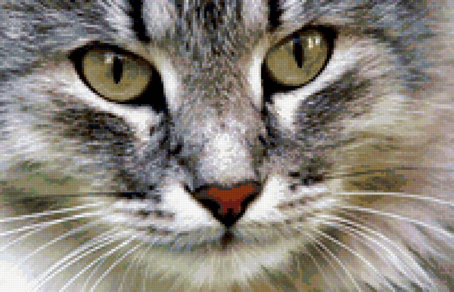 Кот - кот, кошки - предпросмотр