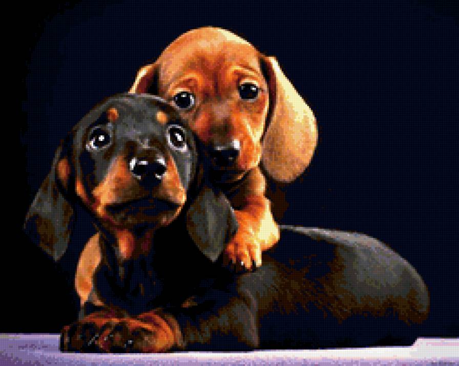 Таксы - щенки, собаки, таксы - предпросмотр