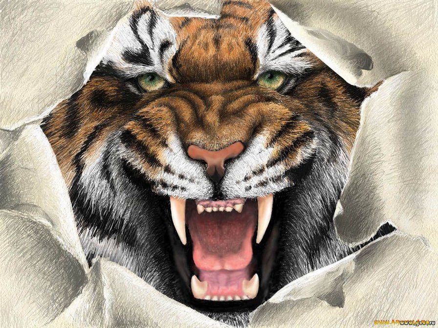 тигр - животные - оригинал