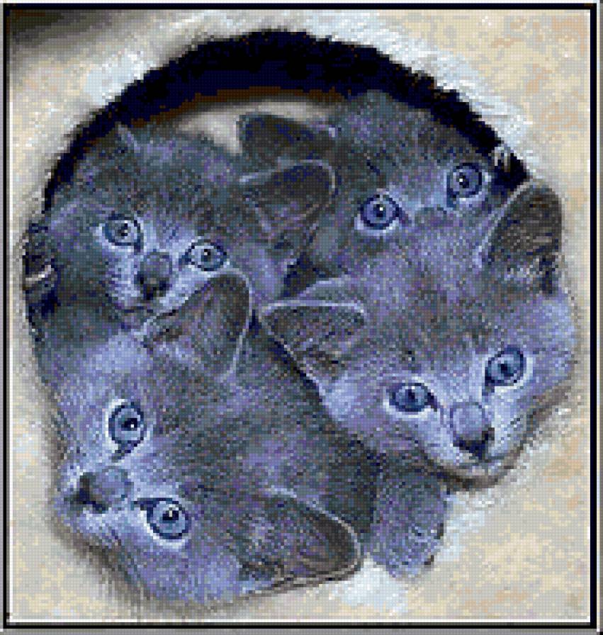 котята - животные - предпросмотр