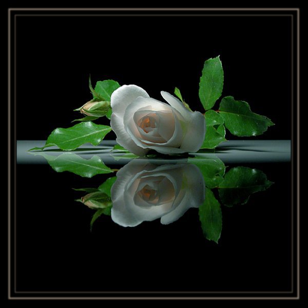 роза - цветы - оригинал