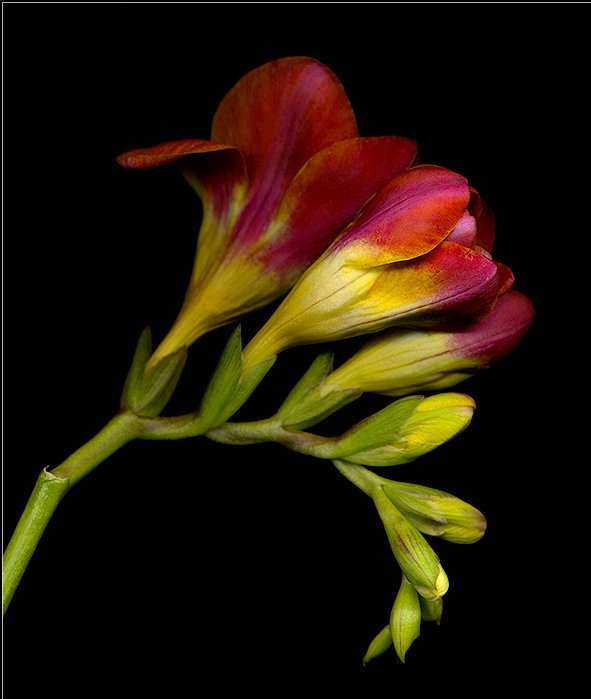 №313673 - оригинал