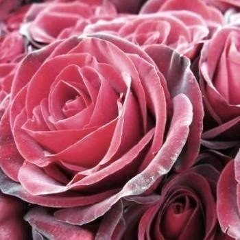 роза - квіти, роза - оригинал