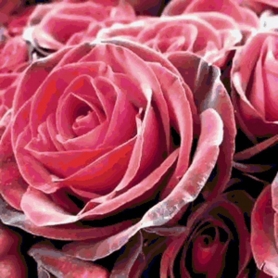 роза - роза, квіти - предпросмотр