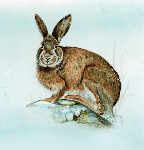 №313802 - оригинал