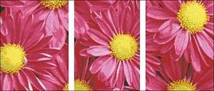 астры - цветы, триптих, астры - оригинал