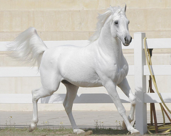 №314161 - оригинал