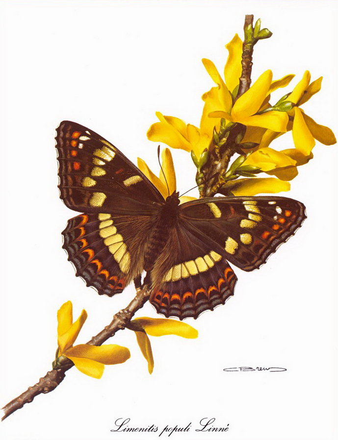 бабочка - волшебный мир - оригинал