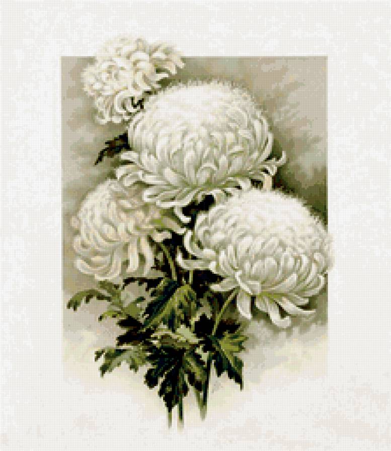 белые хризантемы - цветы - предпросмотр