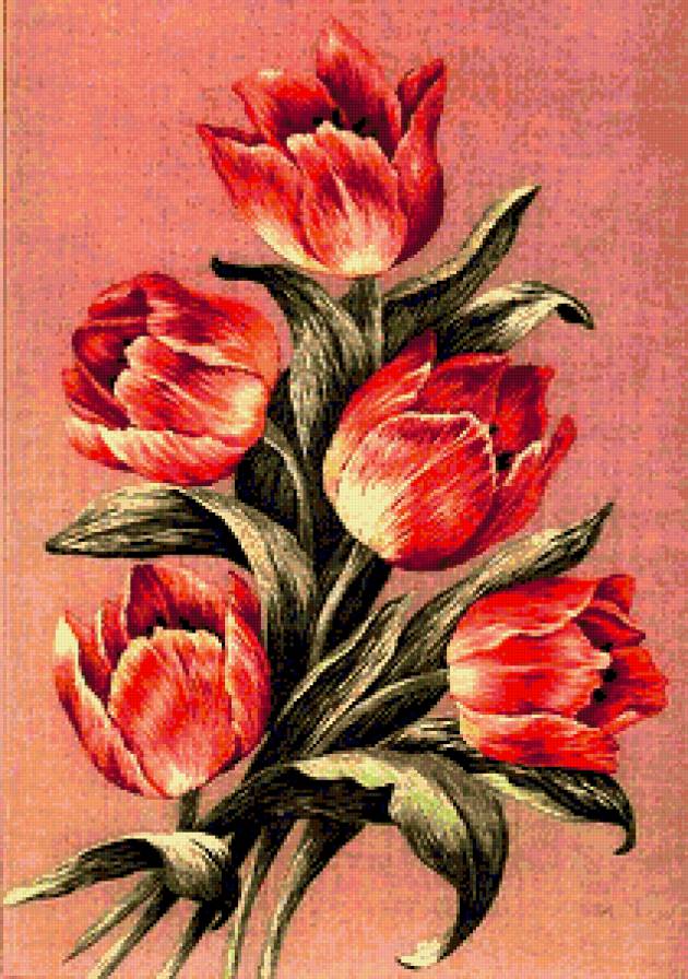 тюльпаны - предпросмотр