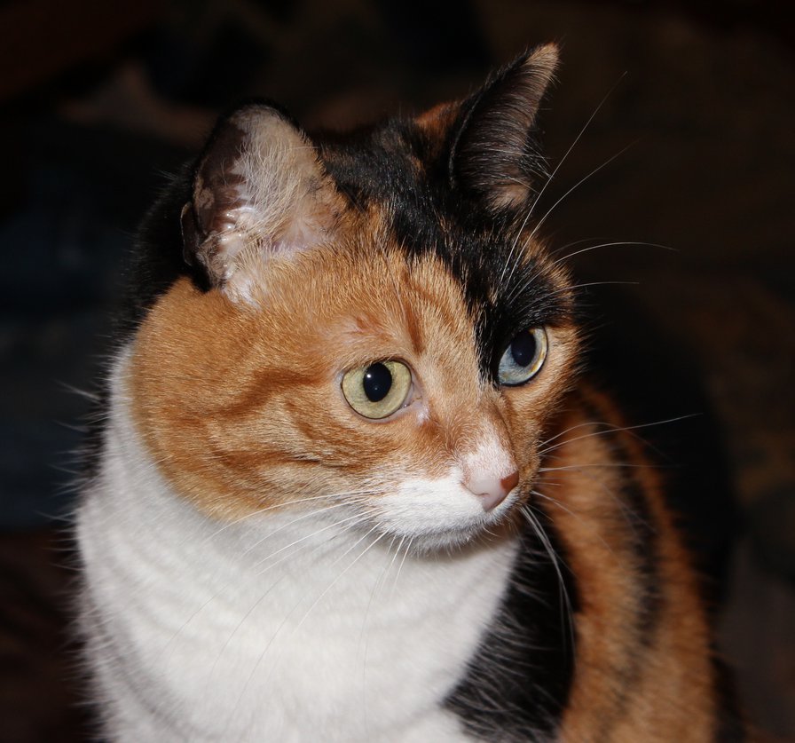 Кошка Ляпа - кошки - оригинал