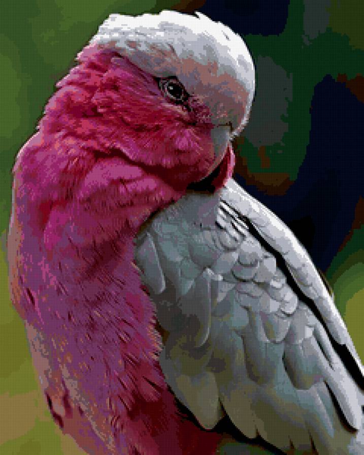 №314435 - картина, птицы, попугаи - предпросмотр