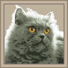 Серый кот - кот, животные - оригинал