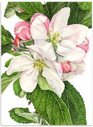 Яблоневый цвет - цветы, яблони, весна, яблоневый цвет, панно, красота - оригинал