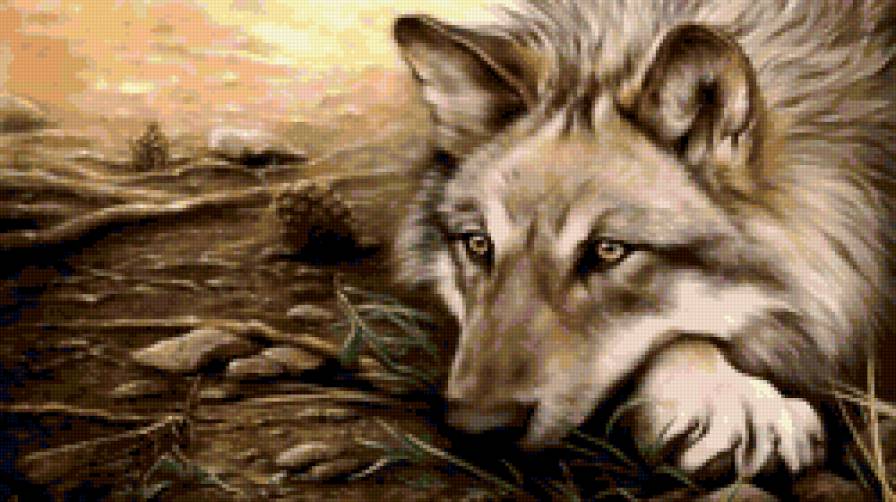 думы - взгляд, волк, думы - предпросмотр