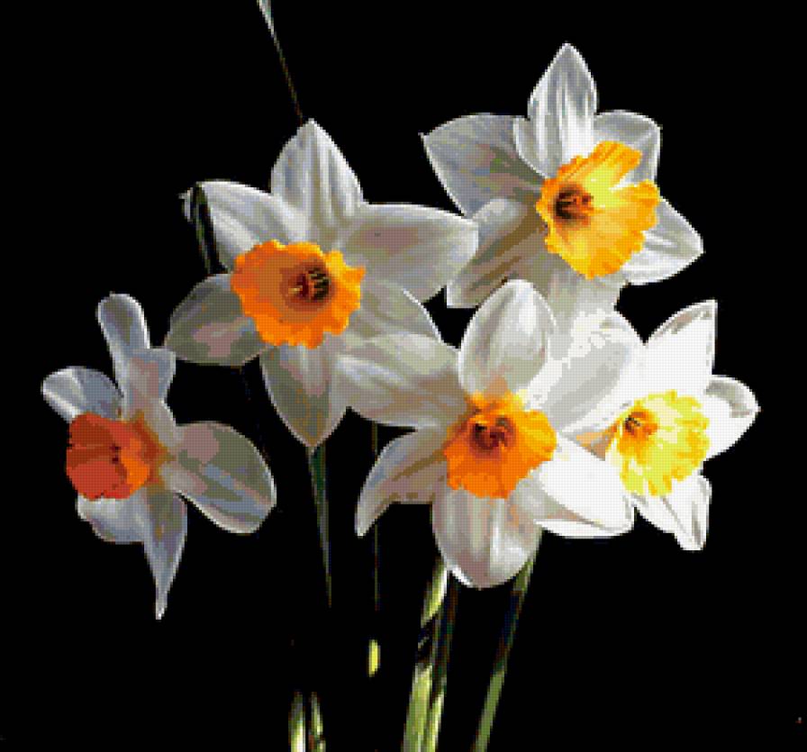 Нарциссы - цветы, на черной канве - предпросмотр