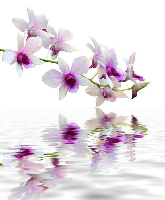 Отражение - вода, орхидея, цветы - оригинал