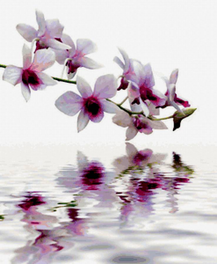 Отражение - вода, цветы, орхидея - предпросмотр