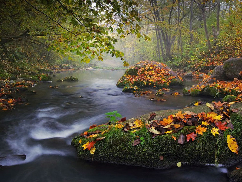 Осенняя река - лес, осень, пейзаж, вода, река, природа - оригинал