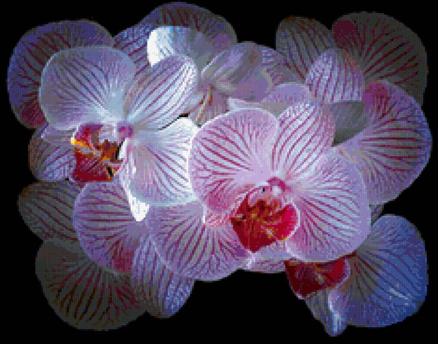 Орхидея - цветы, подушка - предпросмотр