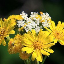 Схема вышивки «№314808»