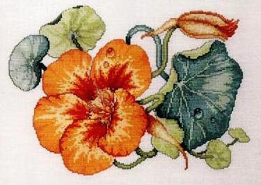 Настурция - цветы - оригинал