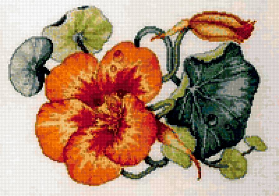 Настурция - цветы - предпросмотр