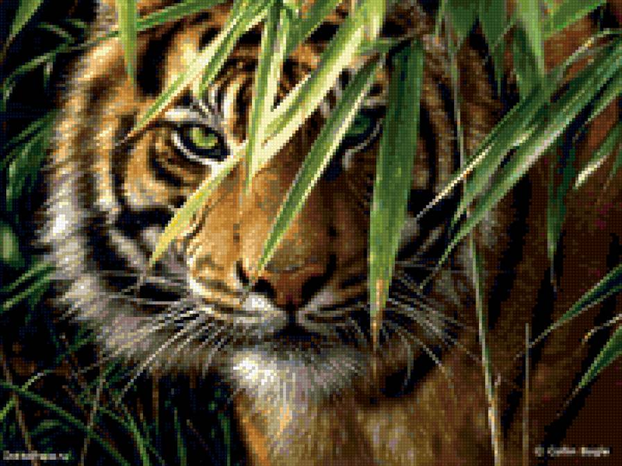 тигр - хищник, животные, кошки - предпросмотр