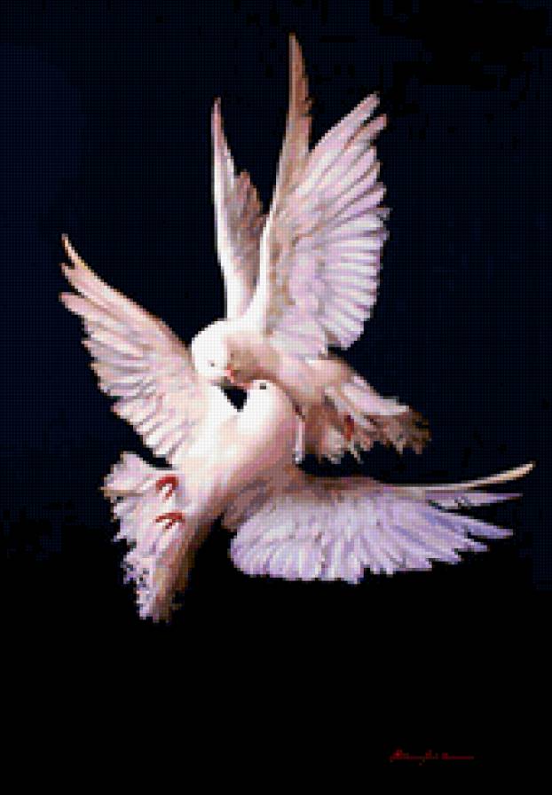 голуби - предпросмотр