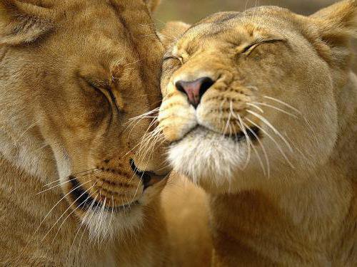 львиная пара - оригинал