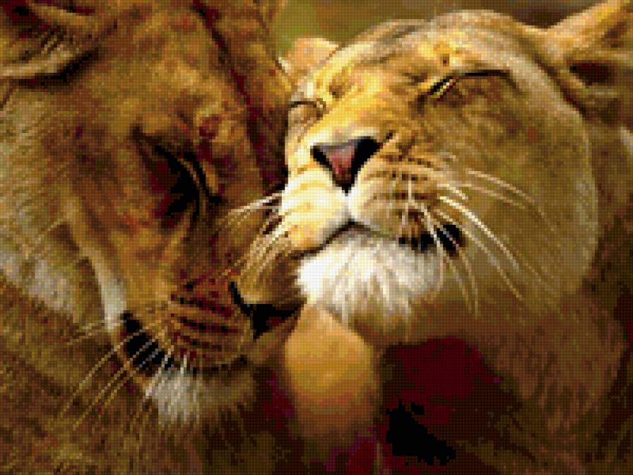 львиная пара - предпросмотр