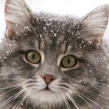 Схема вышивки «кот»