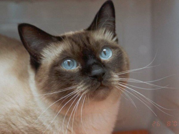 Сиамка - оригинал