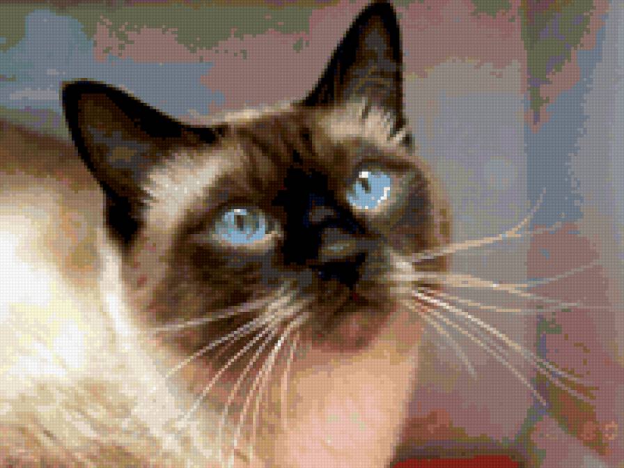 Сиамка - предпросмотр