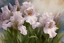 ирисы - оригинал