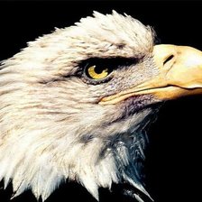 Схема вышивки «орел»