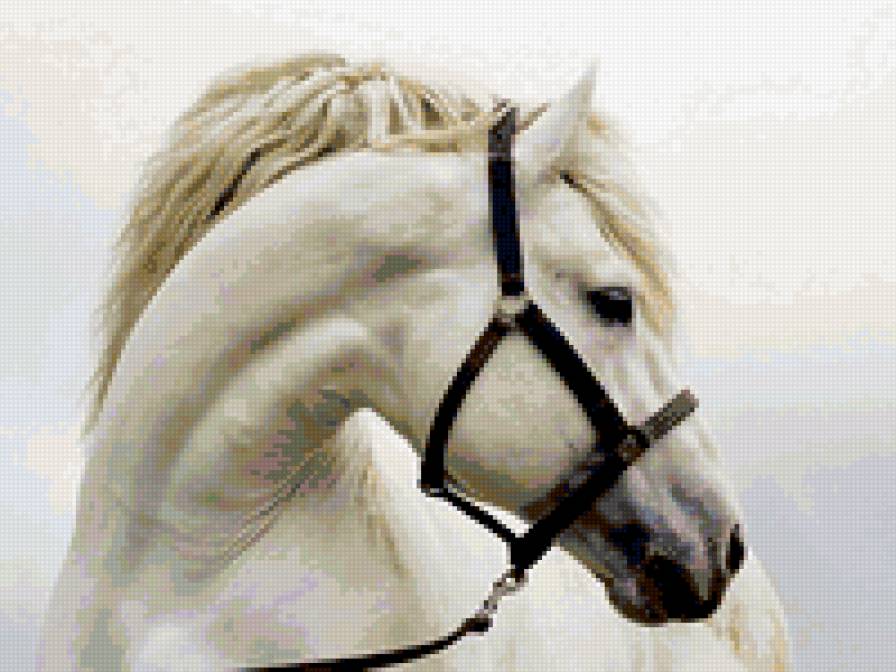 №315737 - лошади - предпросмотр