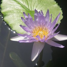 Схема вышивки «нимфея»