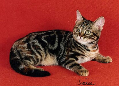 №315778 - кошки, кошка, животные, коты - оригинал