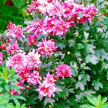 Схема вышивки «№315831»