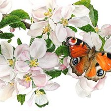 Оригинал схемы вышивки «цветы и бабочка» (№315865)
