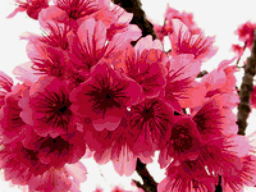 цветы - цветы, вишня - предпросмотр